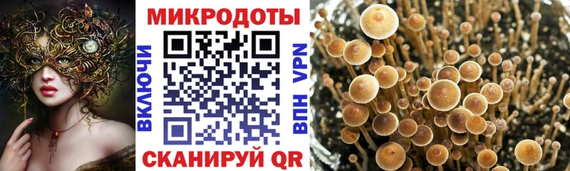 купить   Томск  Галлюциногенные грибы Psilocybe 